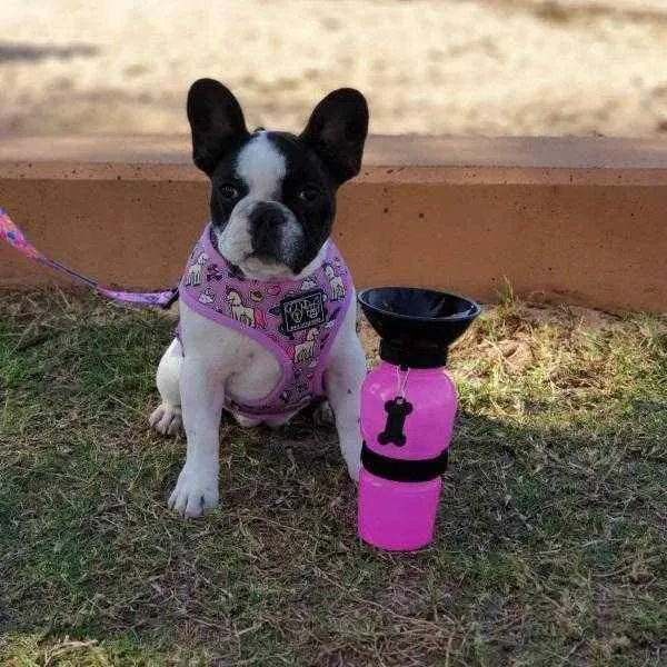 Dog Travel Water Squeeze Bottle 500ml